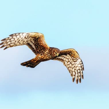 A Northern Harrier hawk soaring in flight against a clear blue sky, showing its distinctive spotted brown and white wing plumage