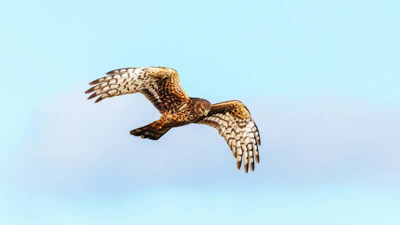 A Northern Harrier hawk soaring in flight against a clear blue sky, showing its distinctive spotted brown and white wing plumage