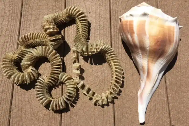 A knobbed whelk shell with its distinctive spiral form beside a coiled whelk egg case, two of the most fascinating finds on a Nantucket beachcombing walk.