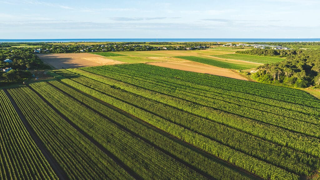 An aerial view of Bartlett's Farm's organic sweet corn fields on Nantucket's south shore, with the ocean in the distance.