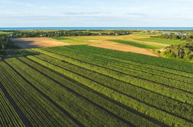 An aerial view of Bartlett's Farm's organic sweet corn fields on Nantucket's south shore, with the ocean in the distance.
