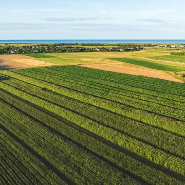 An aerial view of Bartlett's Farm's organic sweet corn fields on Nantucket's south shore, with the ocean in the distance.