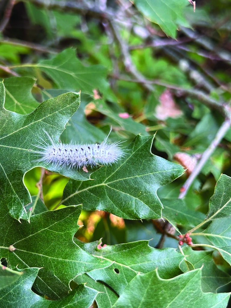 Hickory tussock moth caterpillar on an oak leaf in the Shawkemo Highlands.