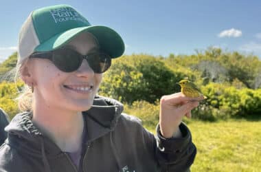 LLNF intern Ava Boettiger holds a yellow warbler during bird banding research, part of her Nantucket conservation internship.