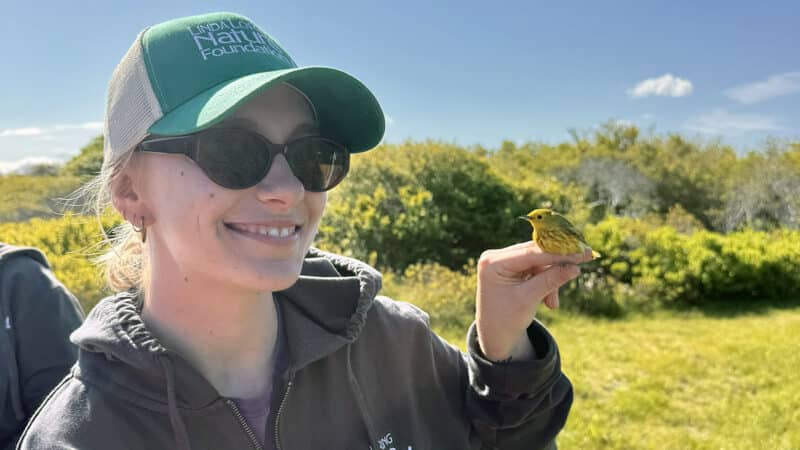 LLNF intern Ava Boettiger holds a yellow warbler during bird banding research, part of her Nantucket conservation internship.
