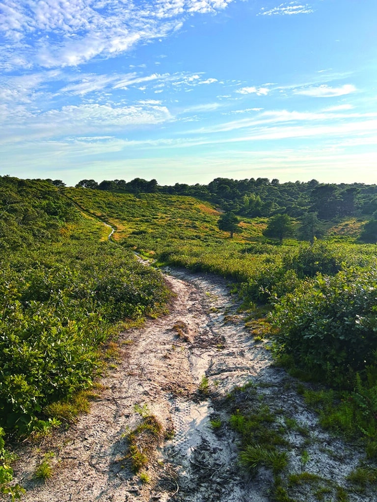 Open firebreak landscape in the Shawkemo Highlands and Middle Moors on Nantucket.