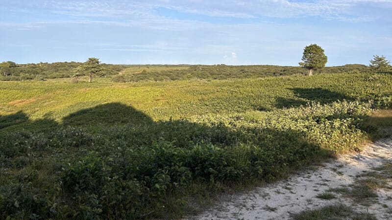 Sandy hiking trail winding through the Shawkemo Highlands on Nantucket.