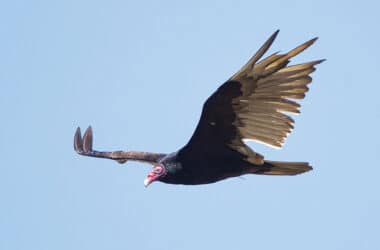 Turkey vulture soaring through a blue sky with its wings outstretched in a distinctive V shape.