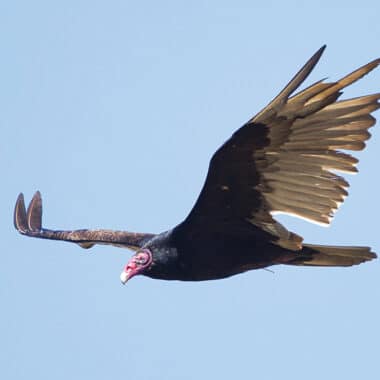 Turkey vulture soaring through a blue sky with its wings outstretched in a distinctive V shape.