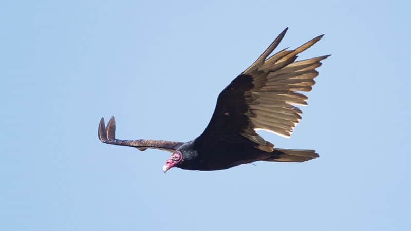 Turkey vulture soaring through a blue sky with its wings outstretched in a distinctive V shape.